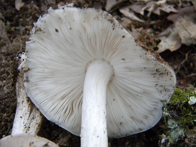 5) Fotogr. il 19.07.2014.sotto Quercia legnicolo