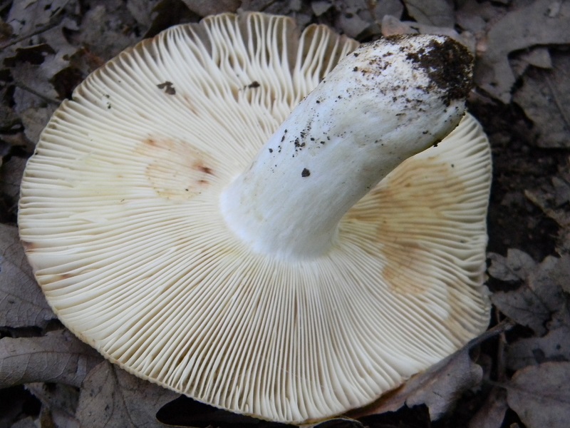 4) Fotogr.il 19.07.2014.sotto Quercia