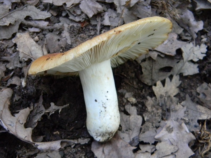 4) Fotogr.il 19.07.2014.sotto Quercia