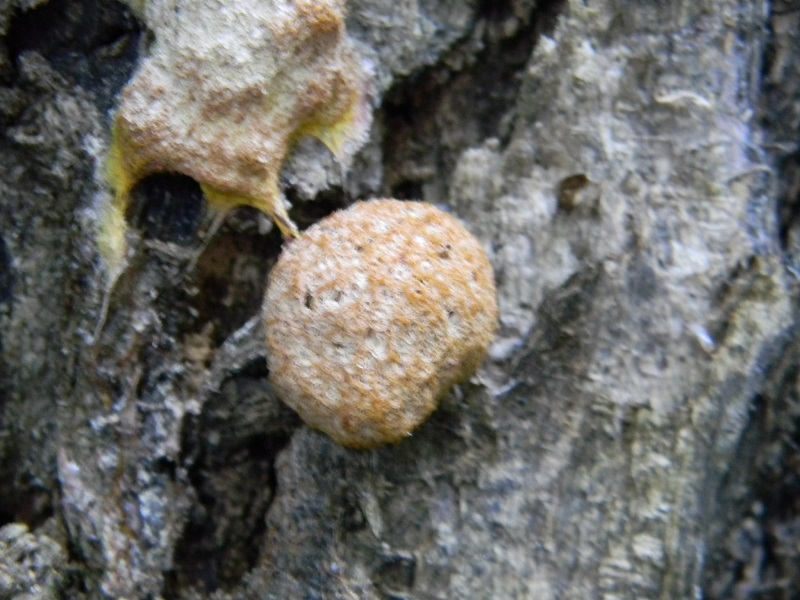 3) Fotogr.il 19.07.2014.sotto Quercia legnicolo