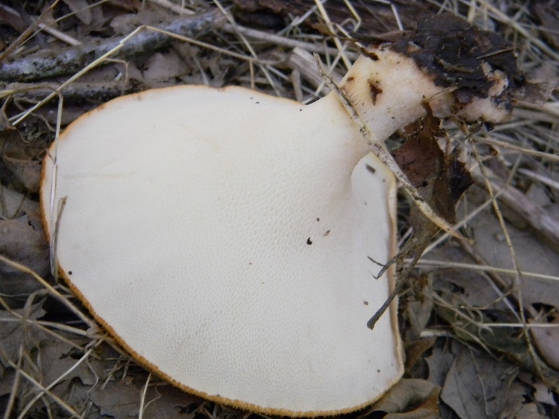 1) Fotog.il 19.07.2014.sotto Quercia