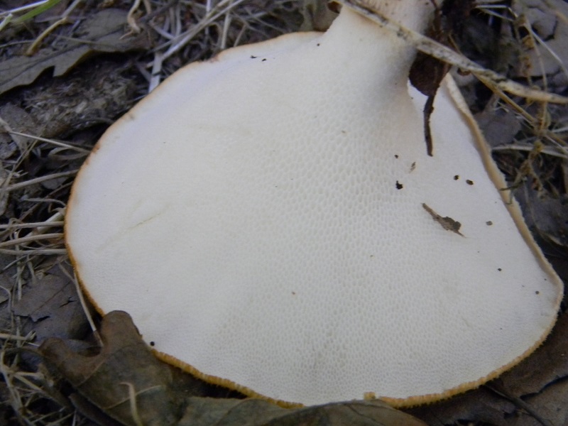 1) Fotog.il 19.07.2014.sotto Quercia