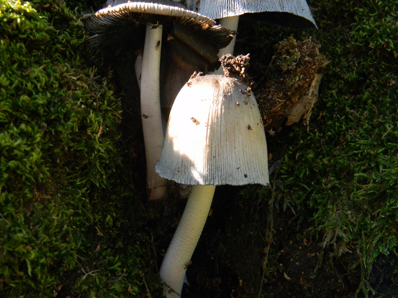 6) Fotogr.il 19.07.2014.sotto Quercia legnicolo