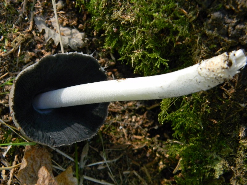 6) Fotogr.il 19.07.2014.sotto Quercia legnicolo