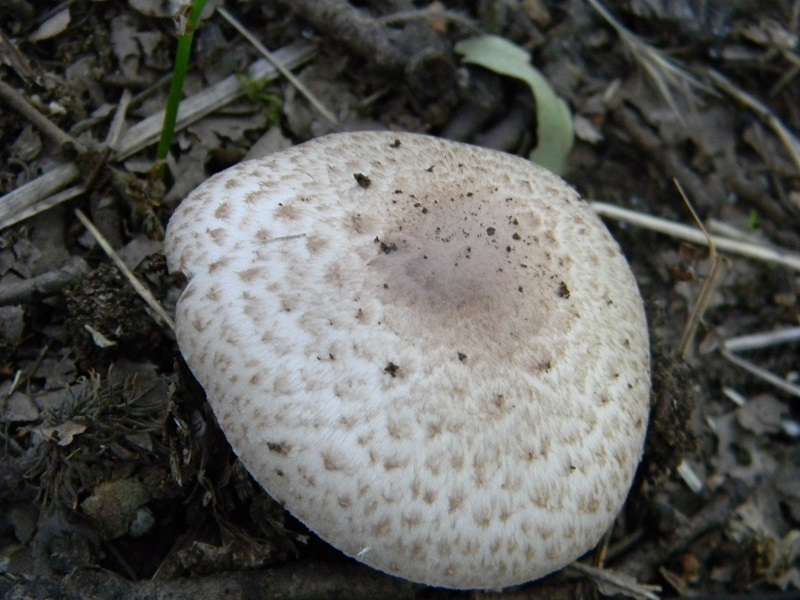 8) Fotogr. il 19.07.2014.sotto Quercia