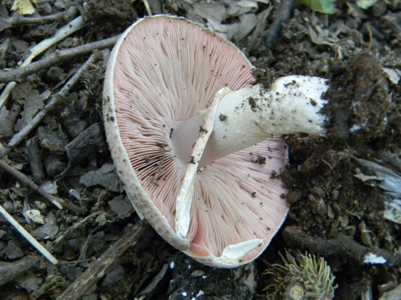 8) Fotogr. il 19.07.2014.sotto Quercia