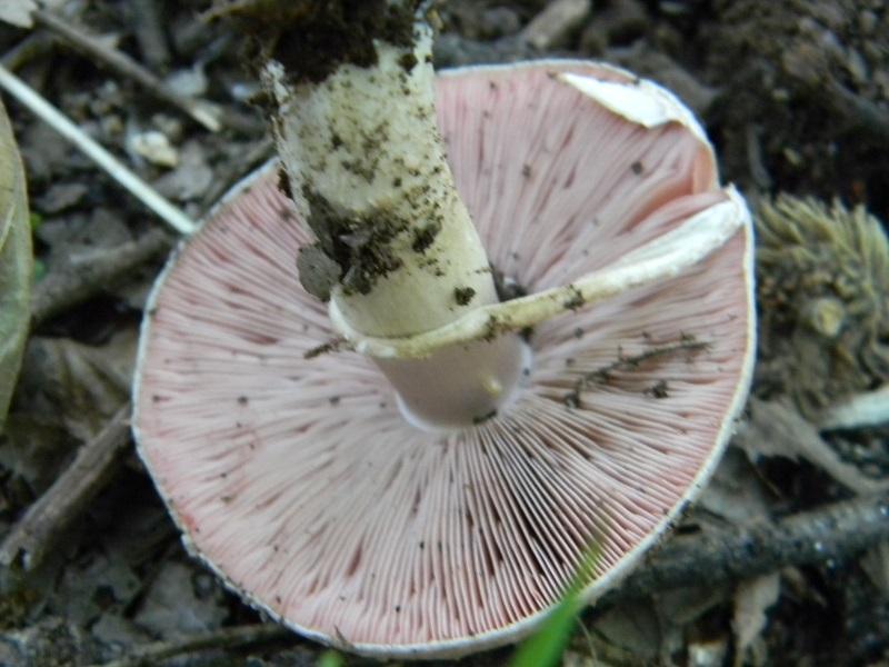 8) Fotogr. il 19.07.2014.sotto Quercia