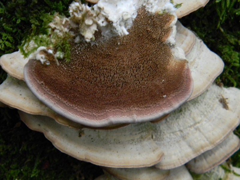 4) Fotogr.il 22.07.2014.sotto Quercia legnicolo