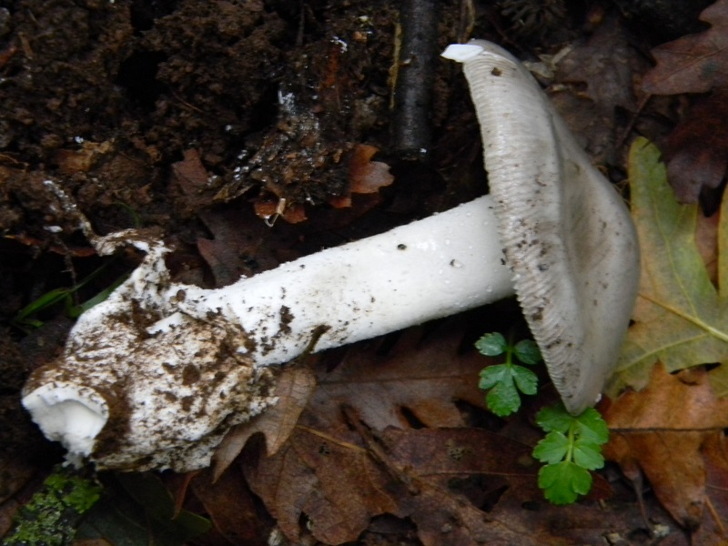 6) Fotogr. il 15.11.2013.sotto Quercia