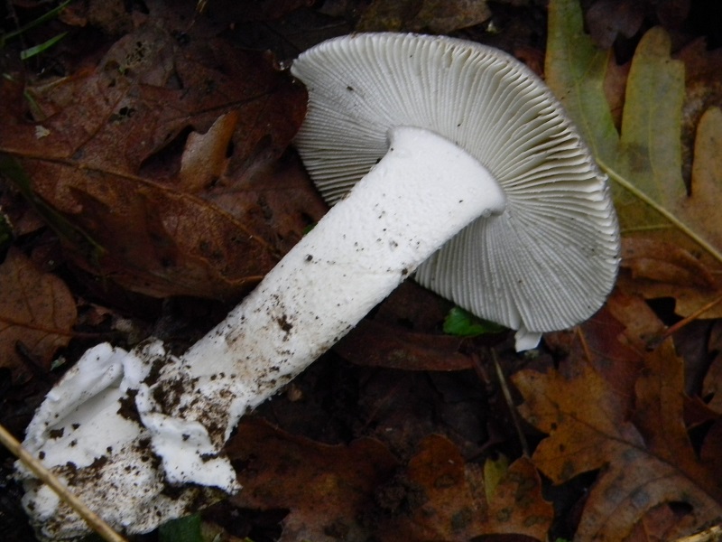 6) Fotogr. il 15.11.2013.sotto Quercia