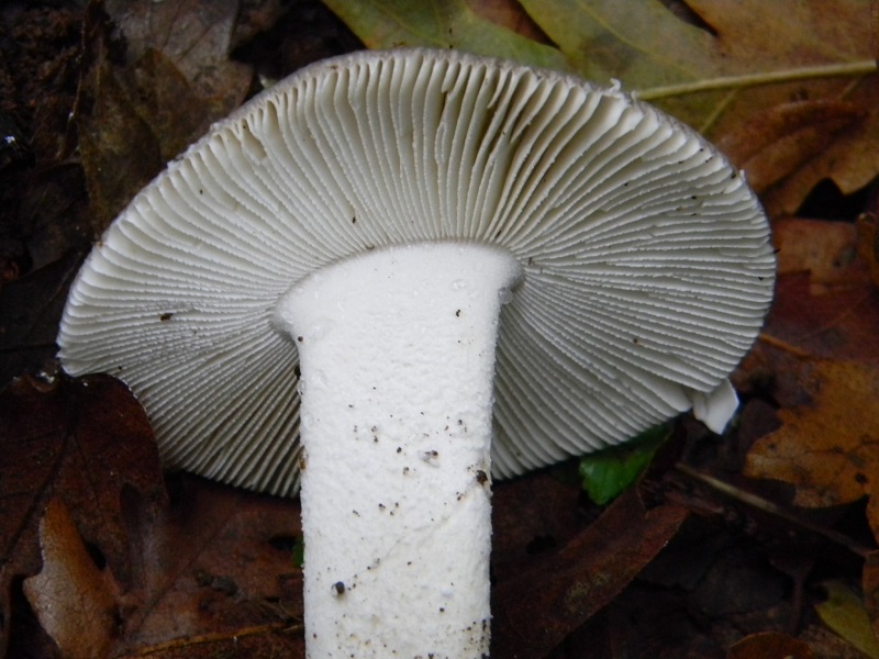 6) Fotogr. il 15.11.2013.sotto Quercia