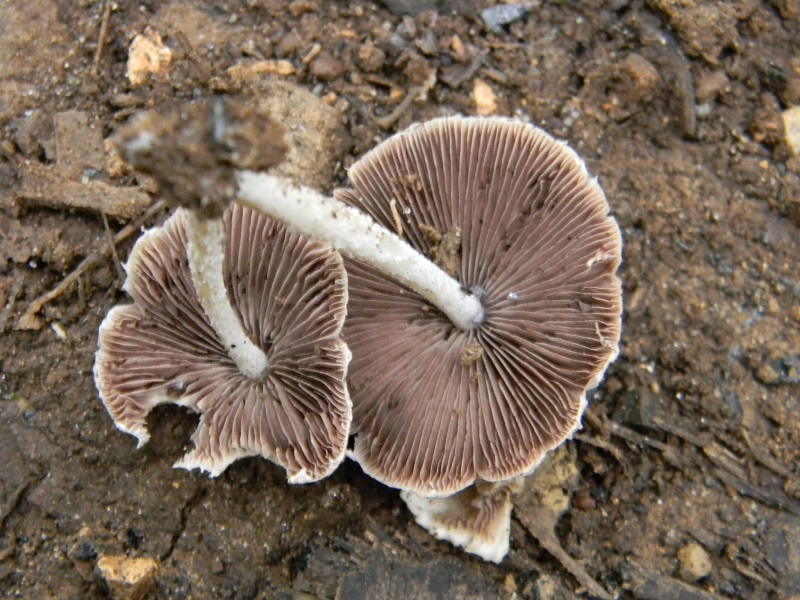 1) Fotogr.il 22.07.2014.sotto Quercia