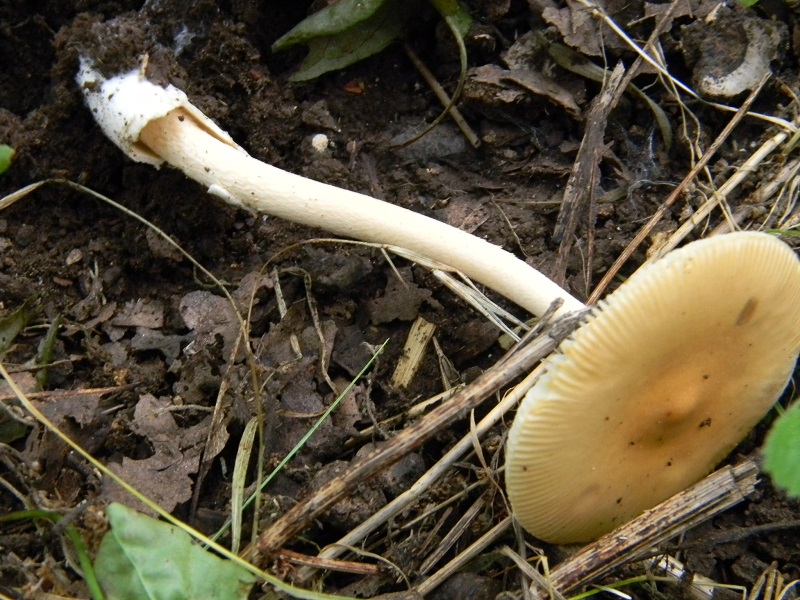 2) Fotogr. il 22.07.2014.sotto Quercia