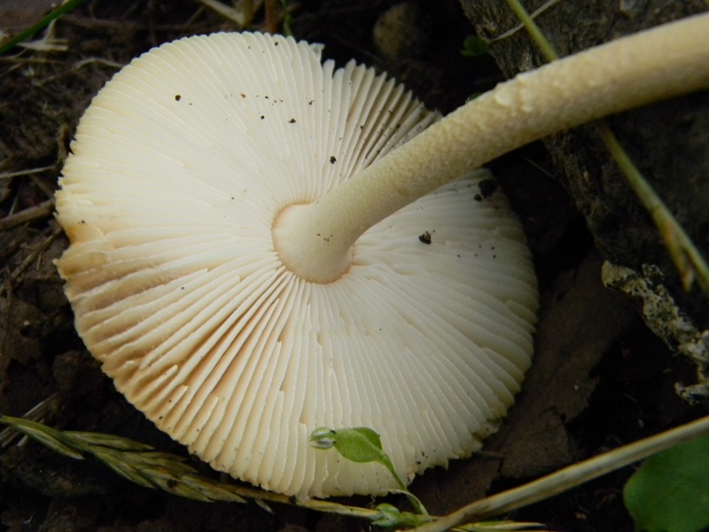 2) Fotogr. il 22.07.2014.sotto Quercia