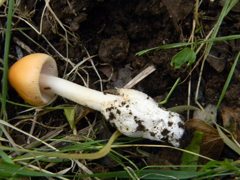 3) Fotogr. il 22.07.2014.sotto Quercia