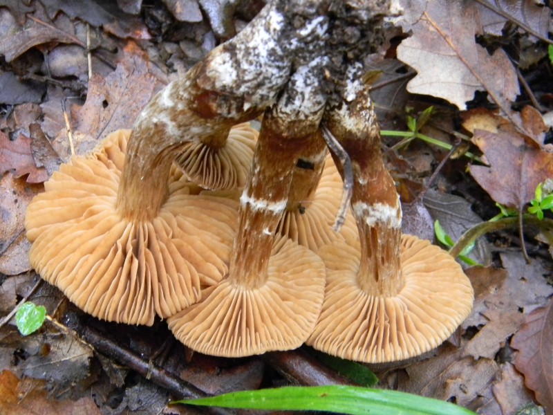 26) fotogr. il 6.11.2012.  sotto Quercia