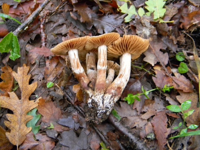 26) fotogr. il 6.11.2012.  sotto Quercia