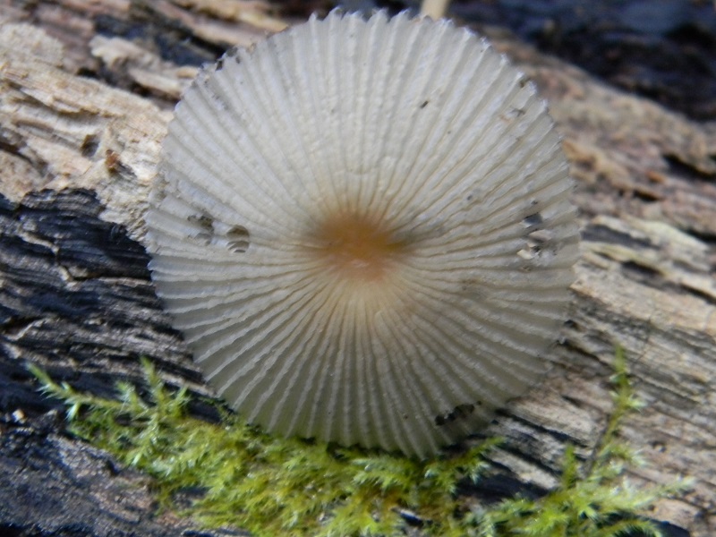 4) Fotogr.  il 25.07.2014.legnicolo