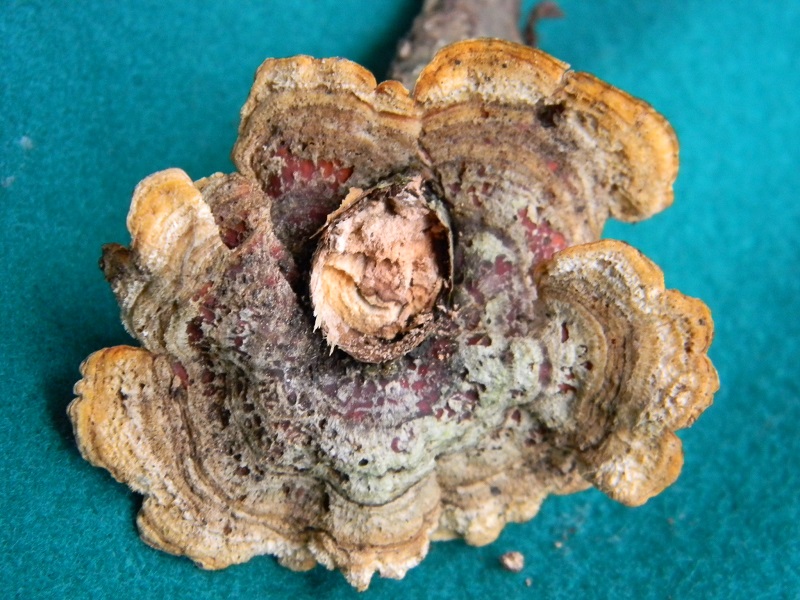 2) Fotogr. il 15.11.2013.