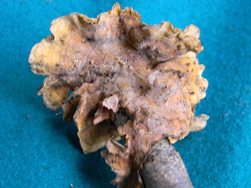 2) Fotogr. il 15.11.2013.