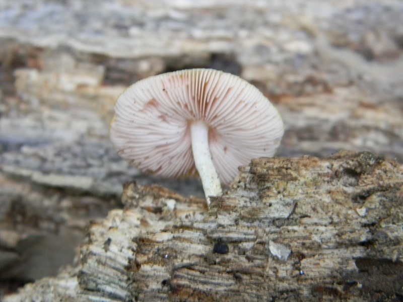 6) Fotogr.il 25.07.2014.sotto Quercia legnicolo