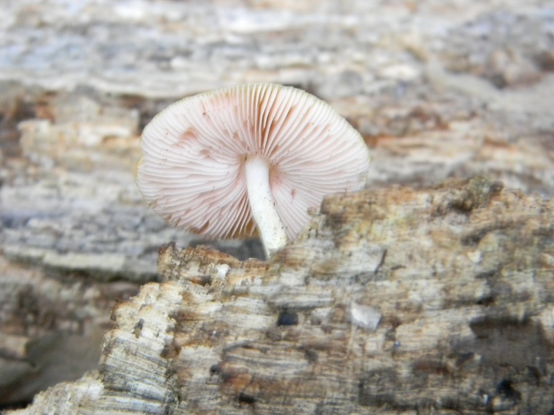 6) Fotogr.il 25.07.2014.sotto Quercia legnicolo