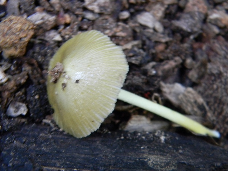 7) Fotogr.il 25.07.2014.sotto Quercia legnicolo