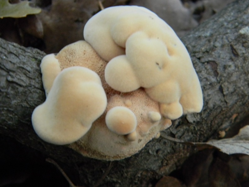 2) Fotogr.il 25.07.2014.sotto Quercia legnicolo