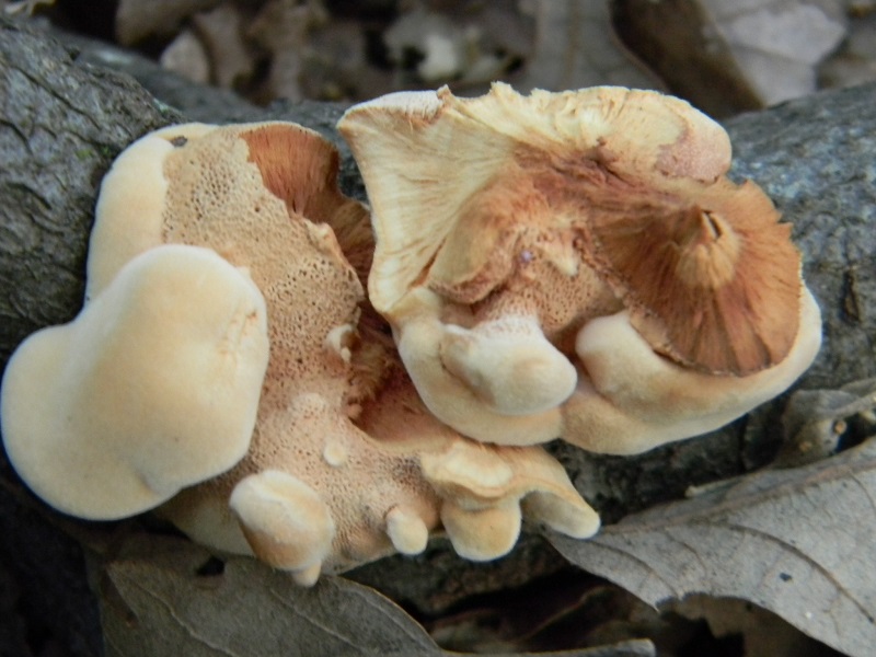 2) Fotogr.il 25.07.2014.sotto Quercia legnicolo