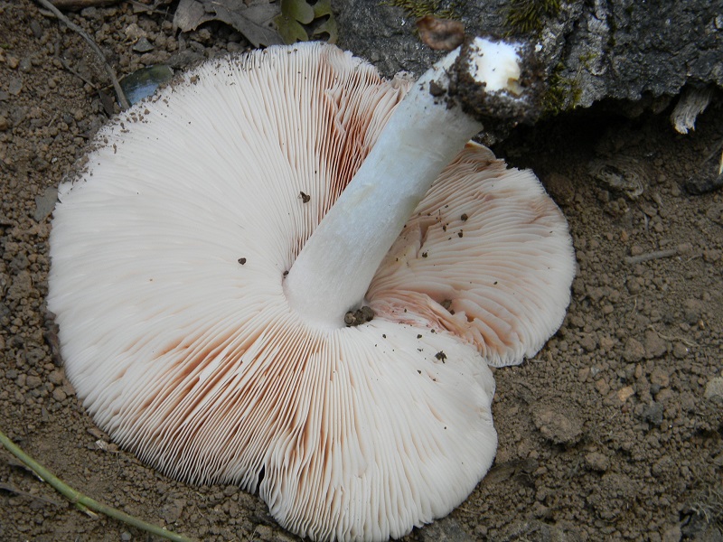 3) Fotogr.il 25.07.2014.sotto Quercia legnicolo
