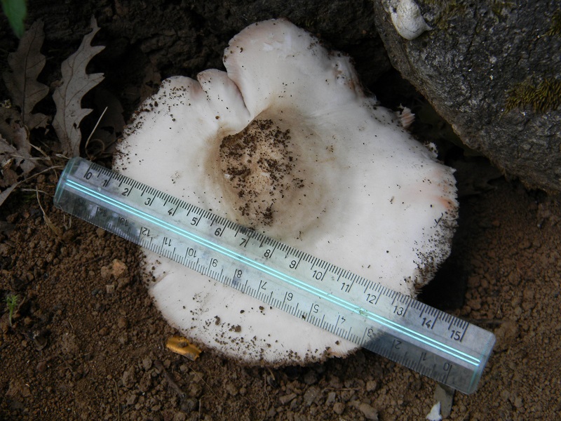 3) Fotogr.il 25.07.2014.sotto Quercia legnicolo
