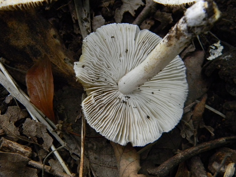 5) Fotogr.il 25.07.2014.sotto Quercia