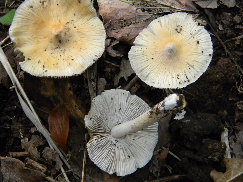 5) Fotogr.il 25.07.2014.sotto Quercia