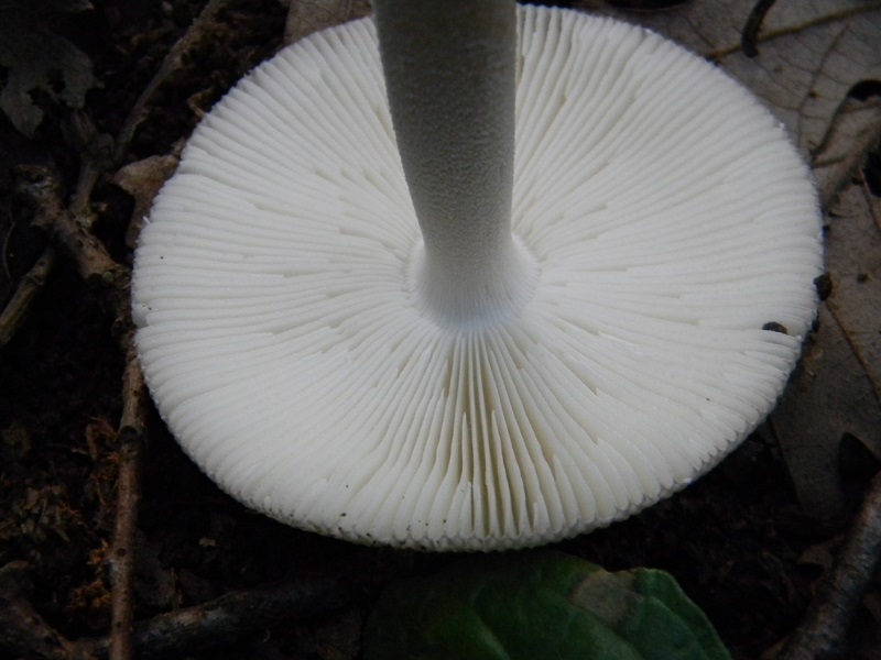 9) Fotogr.il 25.07.2014.sotto Quercia