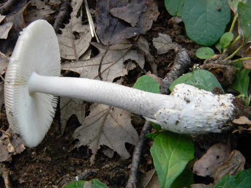 9) Fotogr.il 25.07.2014.sotto Quercia