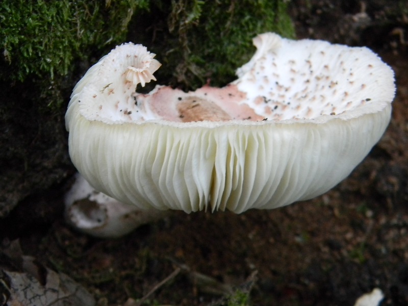 11) Fotogr. il 25.07.2014.sotto Quercia