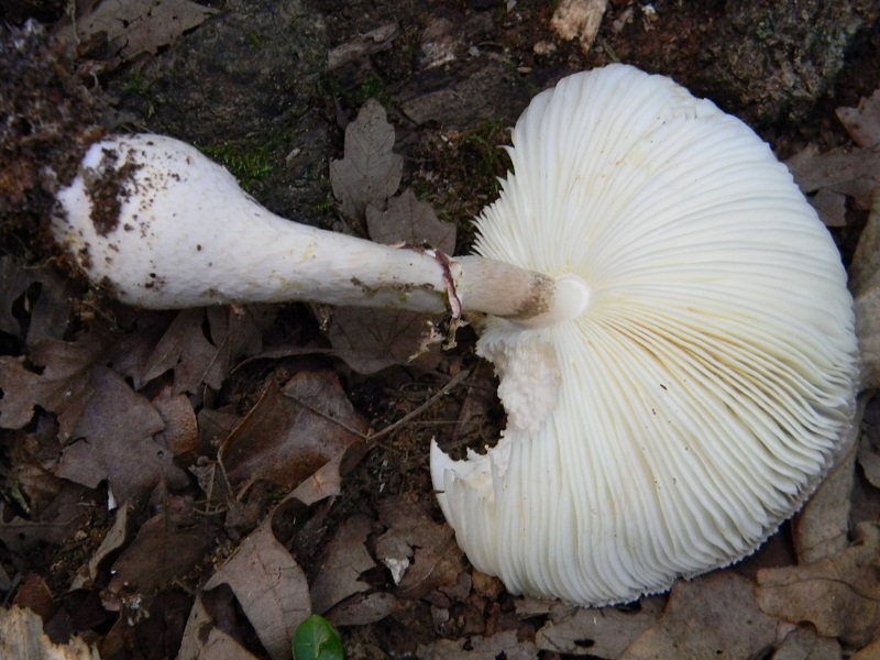 11) Fotogr. il 25.07.2014.sotto Quercia