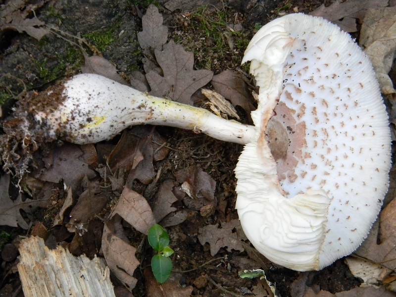 11) Fotogr. il 25.07.2014.sotto Quercia