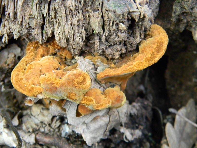 8) Fotogr.il 25.07.2014.sotto Quercia legnicolo