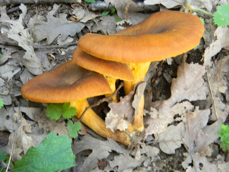 1) Fotogr.il 25.07.2014.sotto Quercia