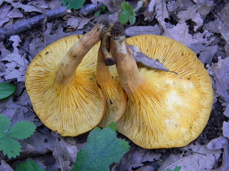 1) Fotogr.il 25.07.2014.sotto Quercia