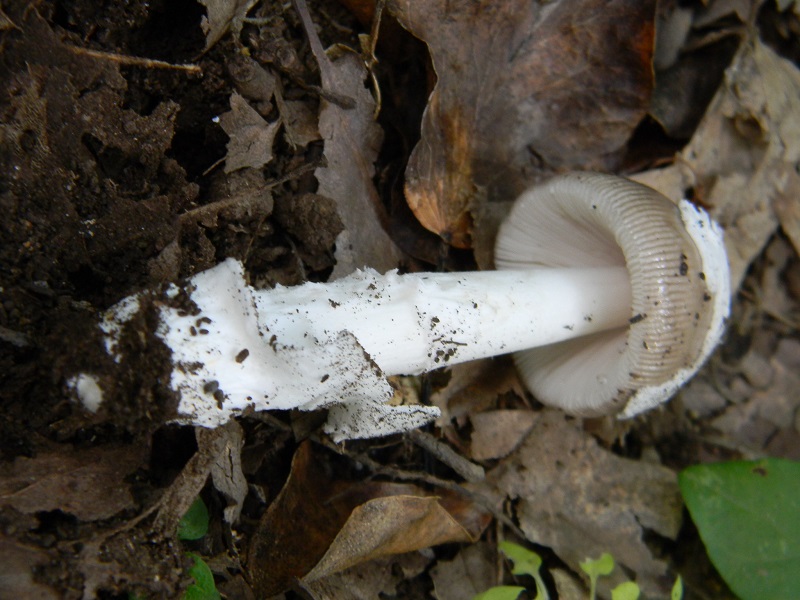 10) Fotogr.il 25.07.2014.sotto Quercia