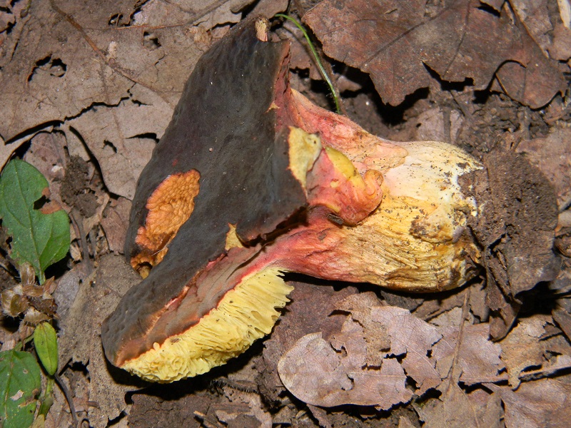 3) Fotogr.il 26.07.014.sotto Quercia