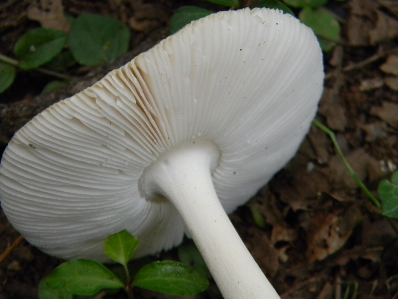 1) Fotogr.il 26.07.2014.sotto Quercia