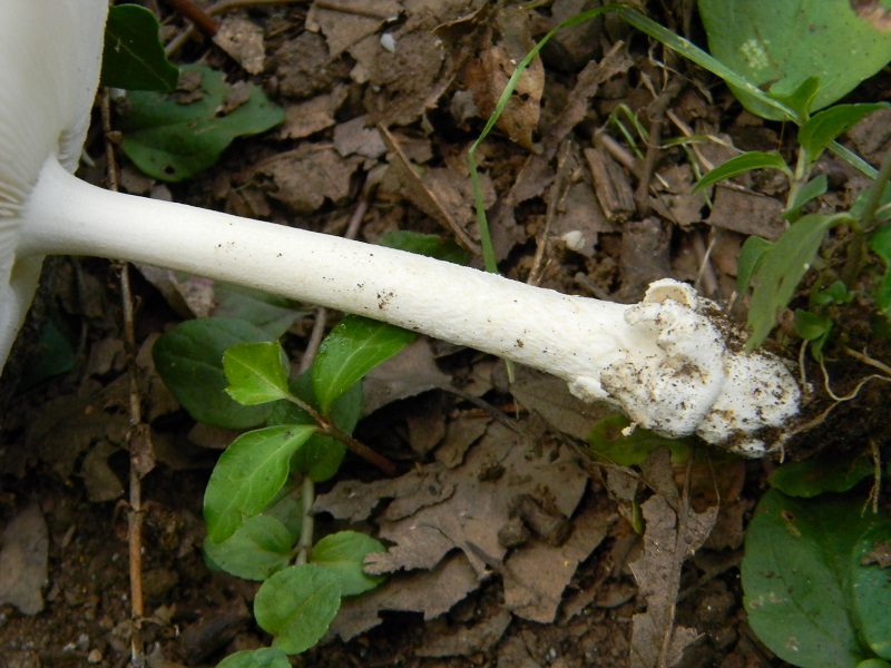 1) Fotogr.il 26.07.2014.sotto Quercia