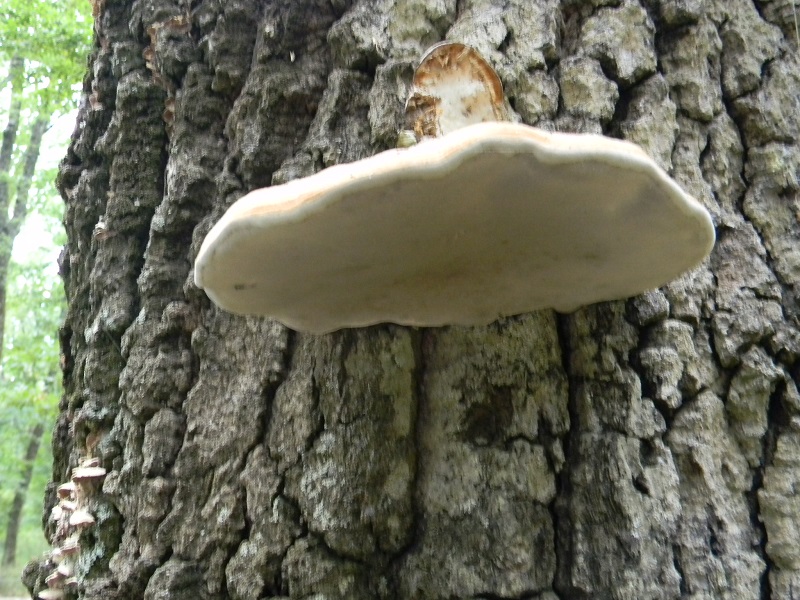 2) Fotogr.il 26.07.2014.sotto Quercia legnicolo