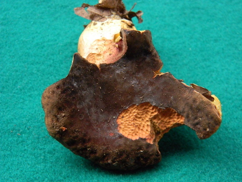 3) Fotogr.il 26.07.014.sotto Quercia