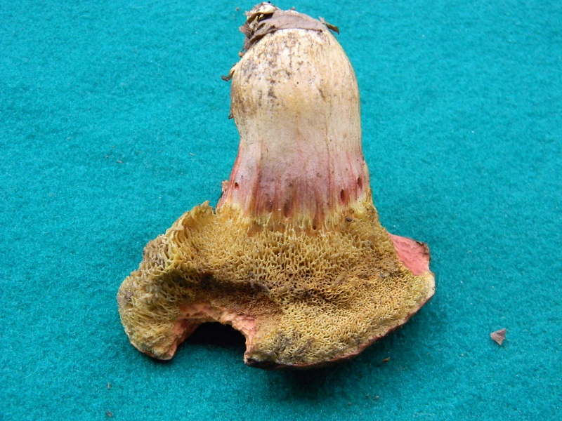 3) Fotogr.il 26.07.014.sotto Quercia