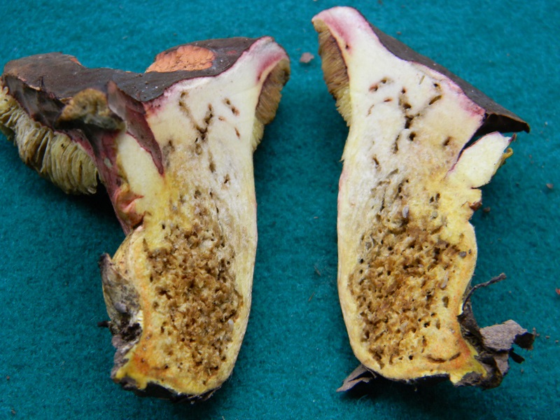 3) Fotogr.il 26.07.014.sotto Quercia