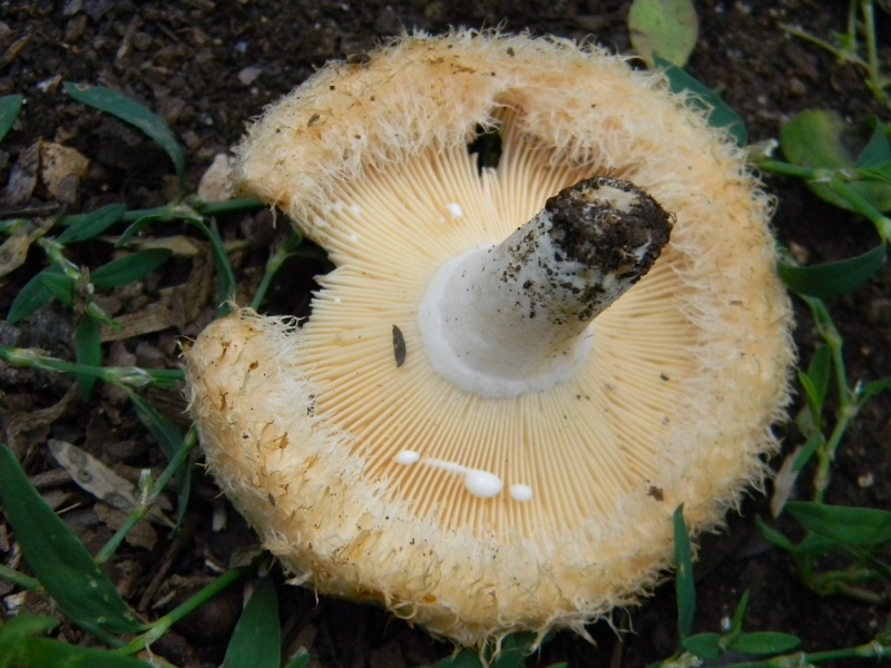 5) Fotogr.il 29.07.2014.sotto Quercia